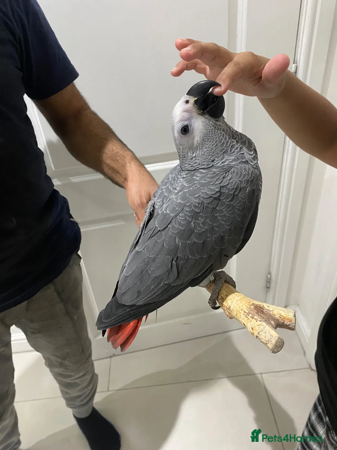 Parrots birds for sale: READY TO LEAVE Super cuddly baby greys  - Advert 1