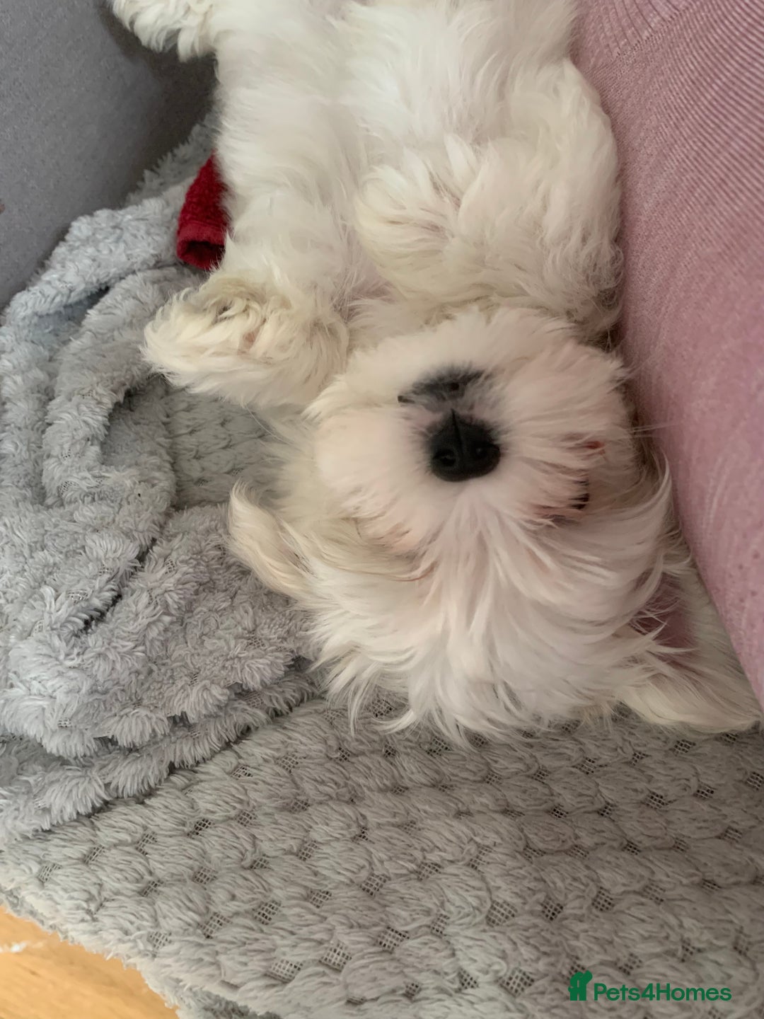 Maltese dogs for stud: Rocky Tiny Maltese for stud in Coventry - Image 8
