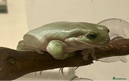 Frog reptiles for sale: White tree frogs - Image 3