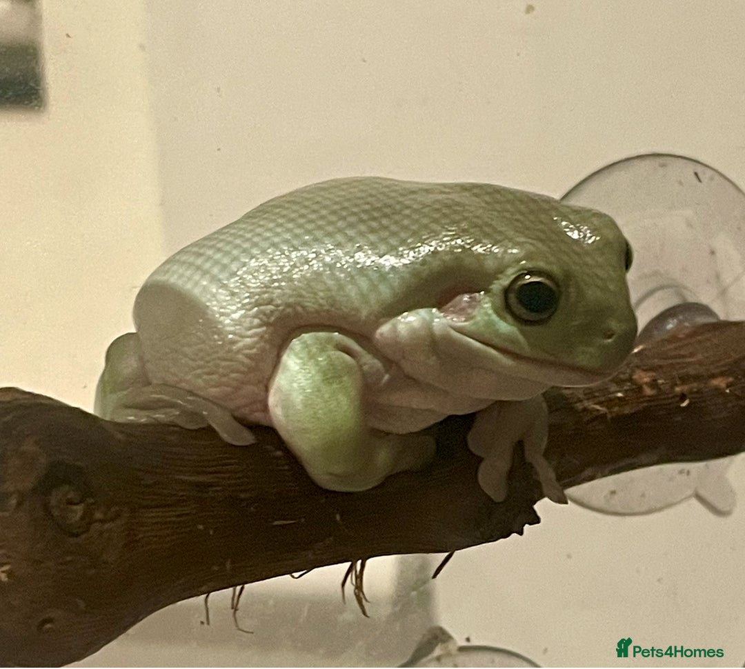 Frog reptiles for sale: White tree frogs - Image 3