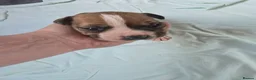 Mixed Breed dogs for sale: Beautiful American bulldog pups  - Advert 13