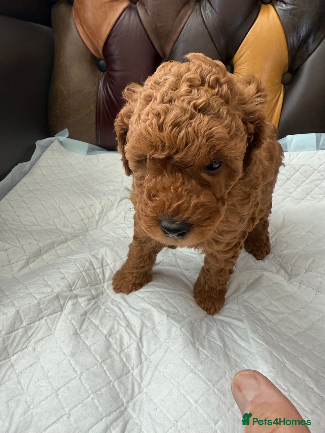 Toy Poodle dogs for sale: Four Beautiful Little Boys “Real Charmer’s “ - Image 8