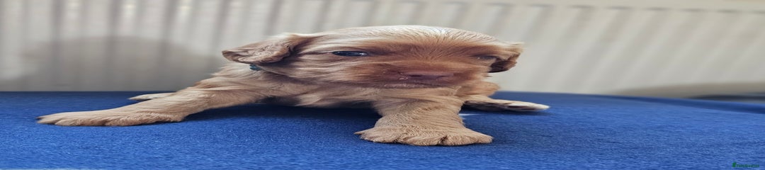Cockapoo Puppy 2