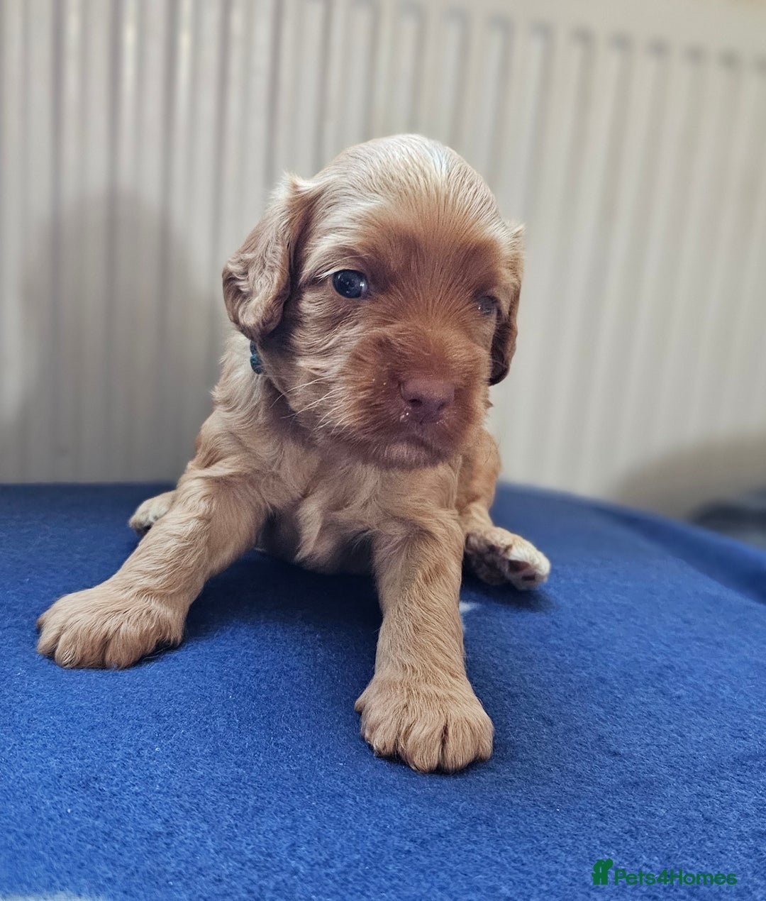 Cockapoo dogs for sale: Beautiful Chunky f2 Cockapoo Puppies  - Image 6