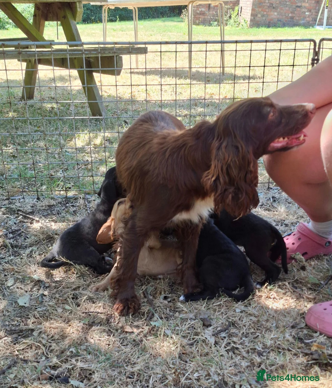 Mixed Breed dogs for sale: Cockerjack puppies - Advert 1