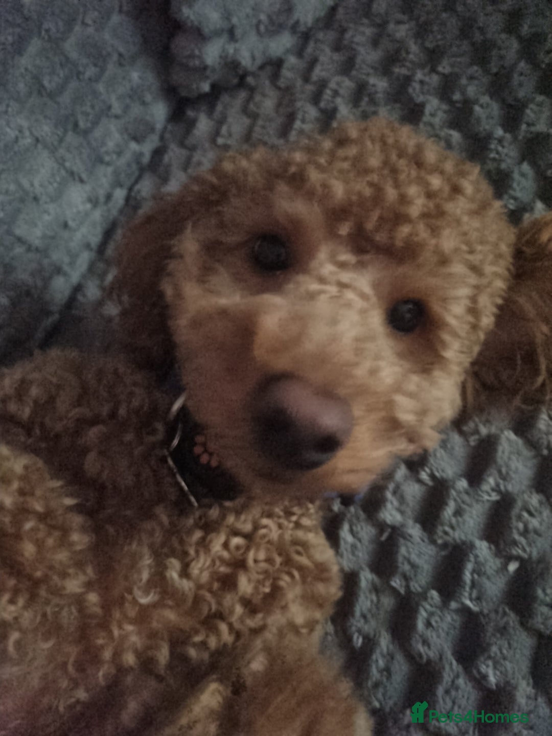 Toy Poodle dogs for stud: Stunning red toy poodle for stud in Coventry - Advert 3
