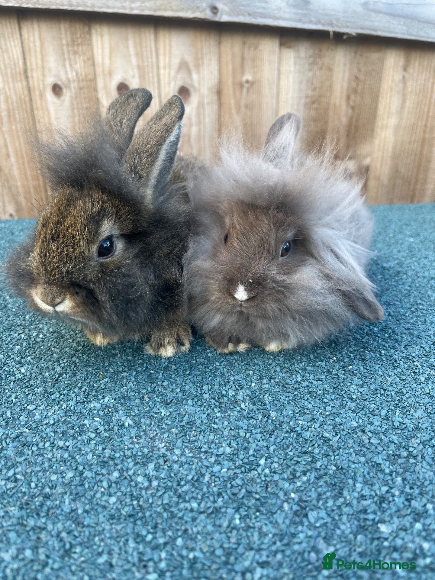 Mini Lion Lop rabbits Ready to go lionhead lops - Advert 11
