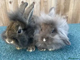 Mini Lion Lop rabbits Ready to go lionhead lops - Advert 11