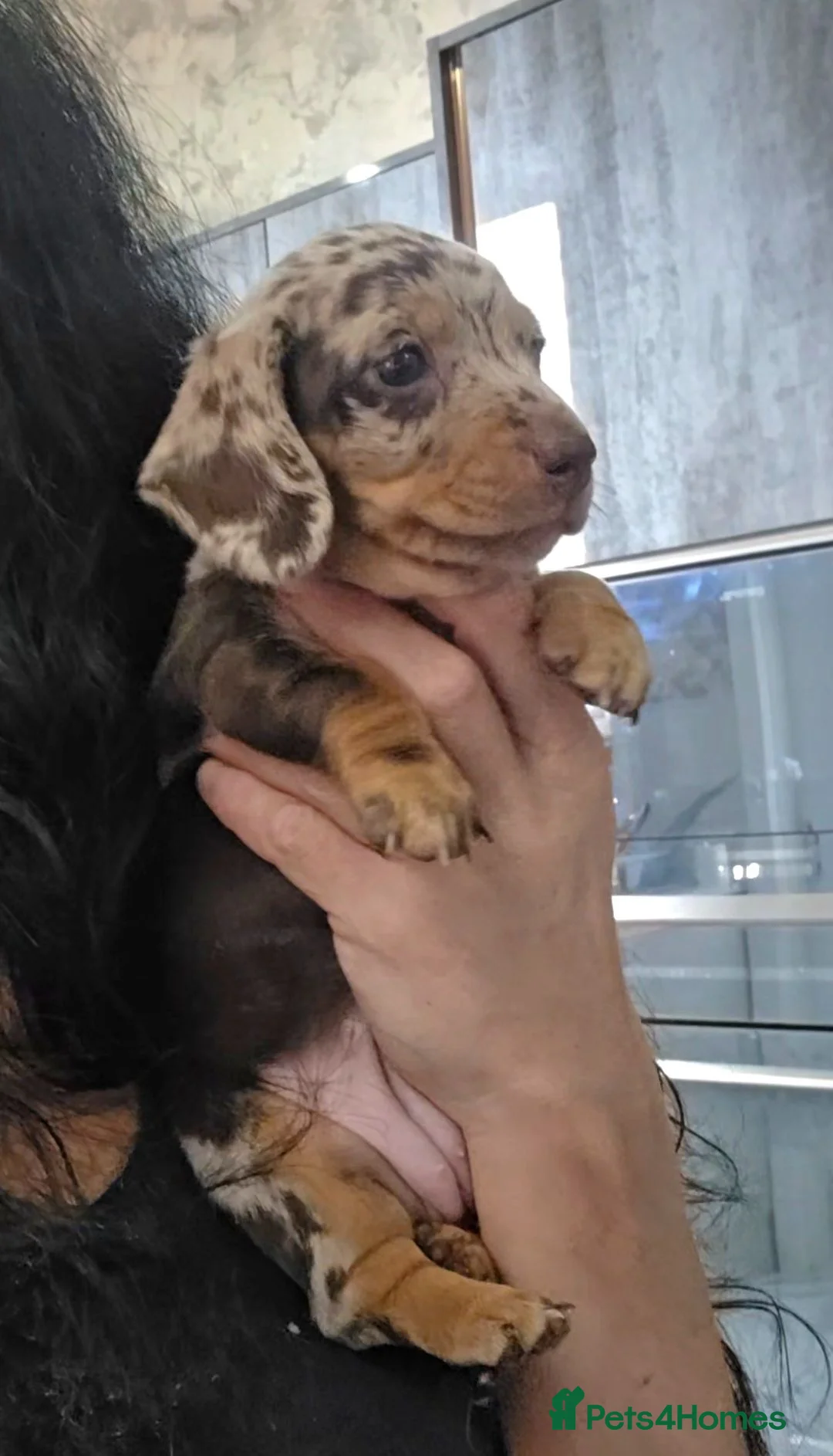 Miniature Dachshund dogs for sale: Chocolate dapple miniature Dachshund  - Advert 2
