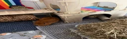 Guinea Pig rodents for sale: 2 Guinea pigs & cage+supplies - Advert 4