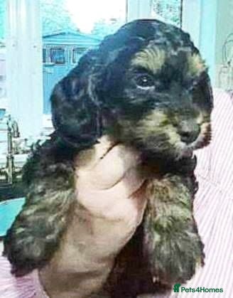 Cockapoo dogs 1 Stunning F1 Male Cockapoo Available Now  - Advert 2