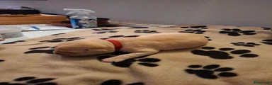 Labrador Retriever 3