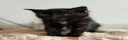 Domestic Shorthair cats for sale: 2 calico female kittens ready to reserve  - Advert 17