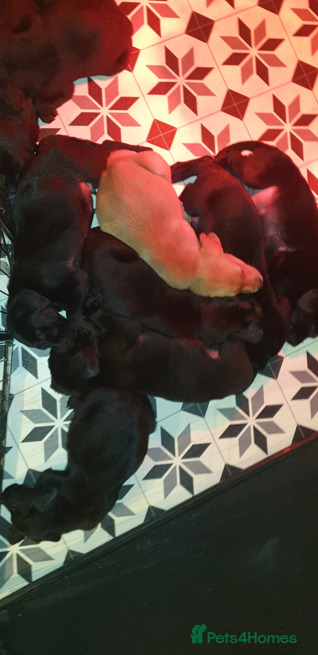 Labrador Retriever dogs for sale: litter of 11 kc reg lab retrievers 10weeks old - Image 6