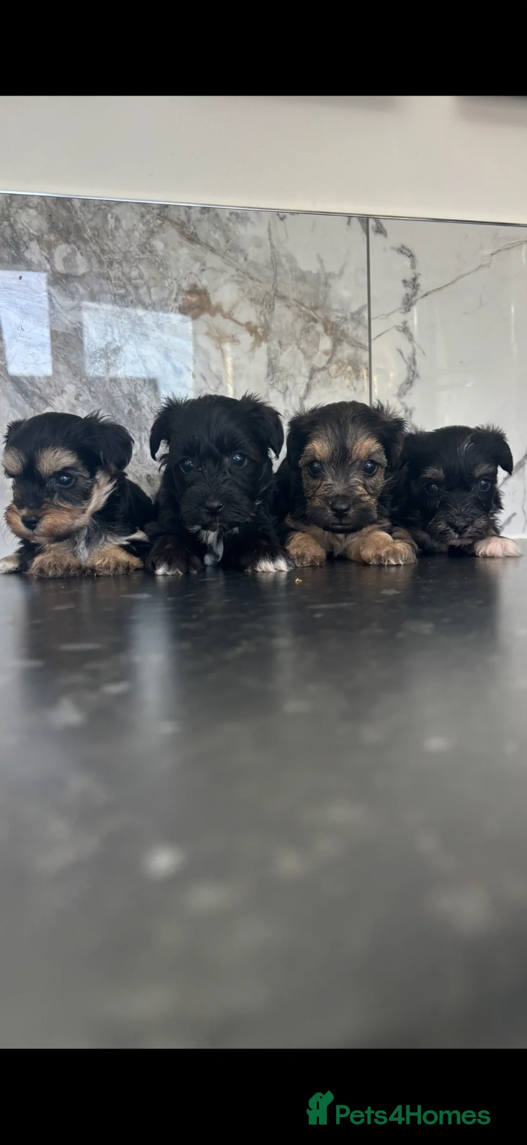 Maltipoo dogs for sale: 🐶 Stunning Mini maltipoo puppies (toy poodle) 🐶  - Advert 1