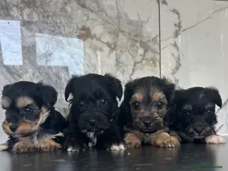 Maltipoo dogs Stunning Mini maltipoo puppies (toy poodle) - Advert 1