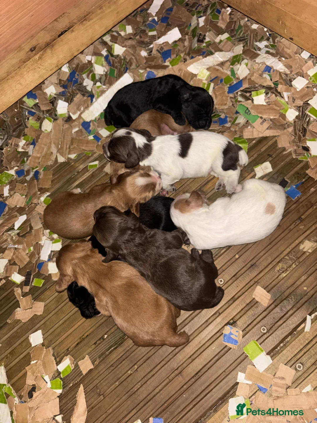 Cocker Spaniel dogs for sale: Working cocker spaniels  - Advert 2