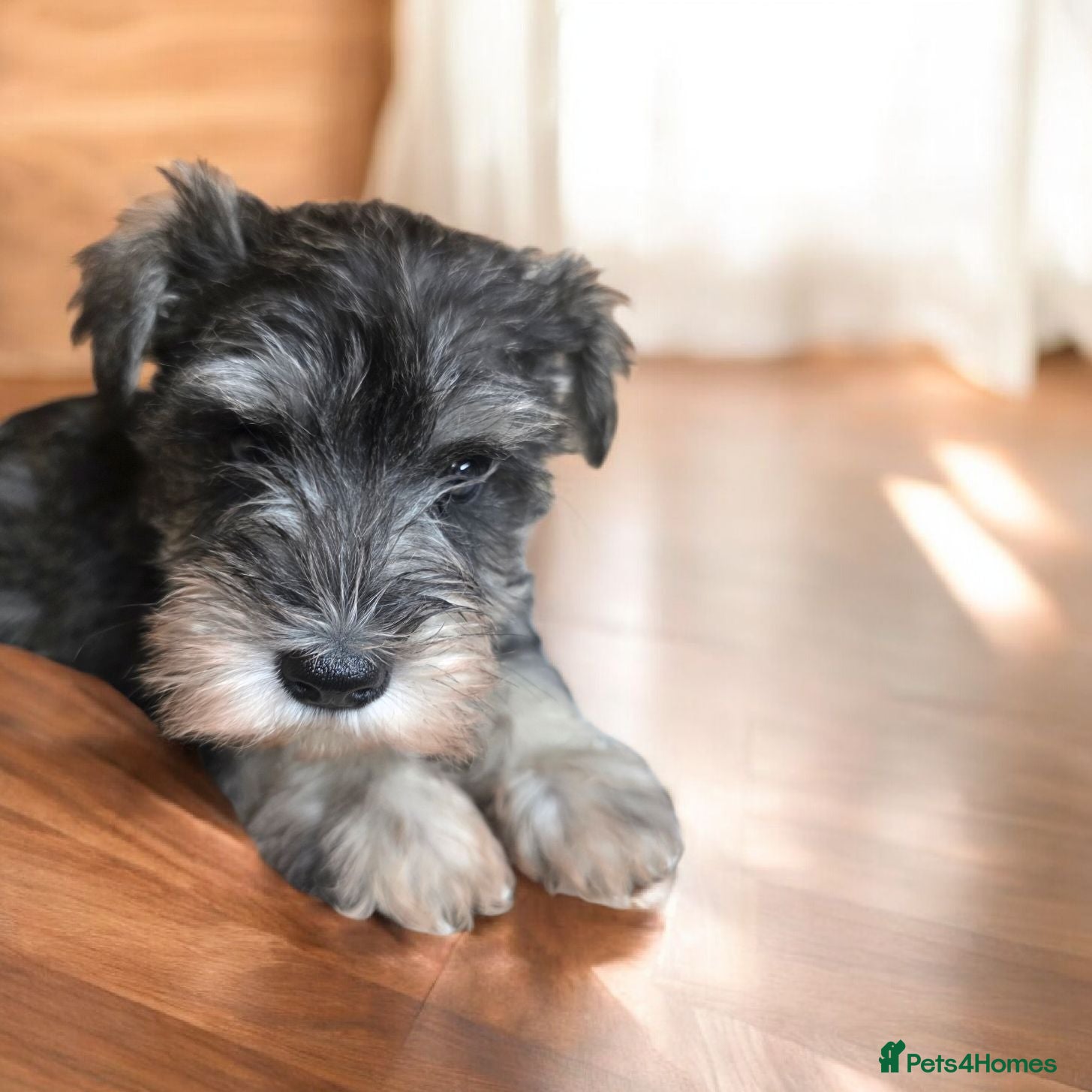 Miniature Schnauzer dogs Miniature schnauzer puppies - Advert 2