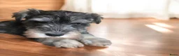 Miniature Schnauzer dogs for sale: Miniature schnauzer puppies - Advert 2