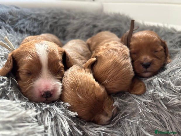 Cavapoo dogs Gorgeous F1 Cavapoo puppies. Health tested parents - Advert 7