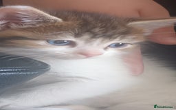 Mixed Breed cats for sale: Beautiful female kitten  - Image 2