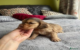 Cocker Spaniel dogs for sale: KC Show Cockers - 1 Girl , 3 Boys remaining! - Image 6