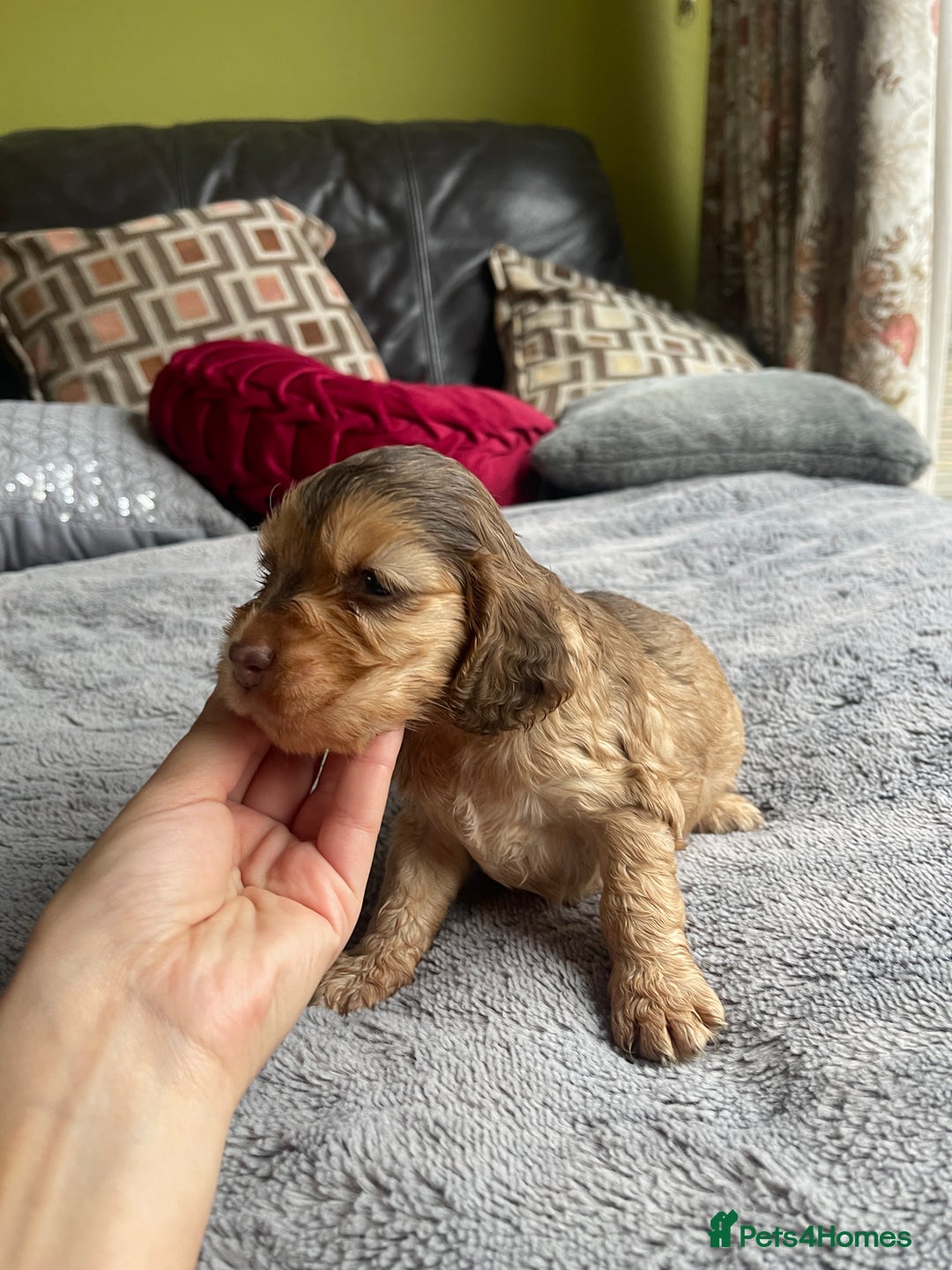 Cocker Spaniel dogs for sale: KC Show Cockers - 1 Girl , 3 Boys remaining! - Image 6