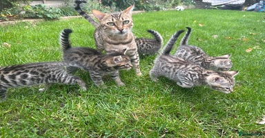 Bengal cats - Advert 10