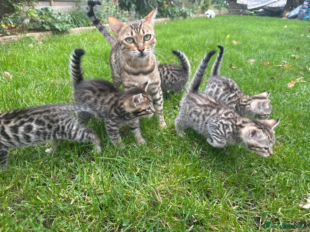 Bengal cats for sale: Bengal x Persian kittens - Image 1