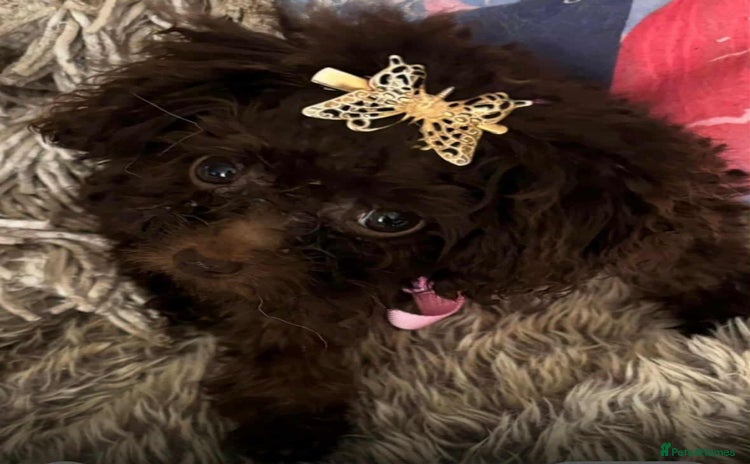 Toy Poodle dogs - Advert 13