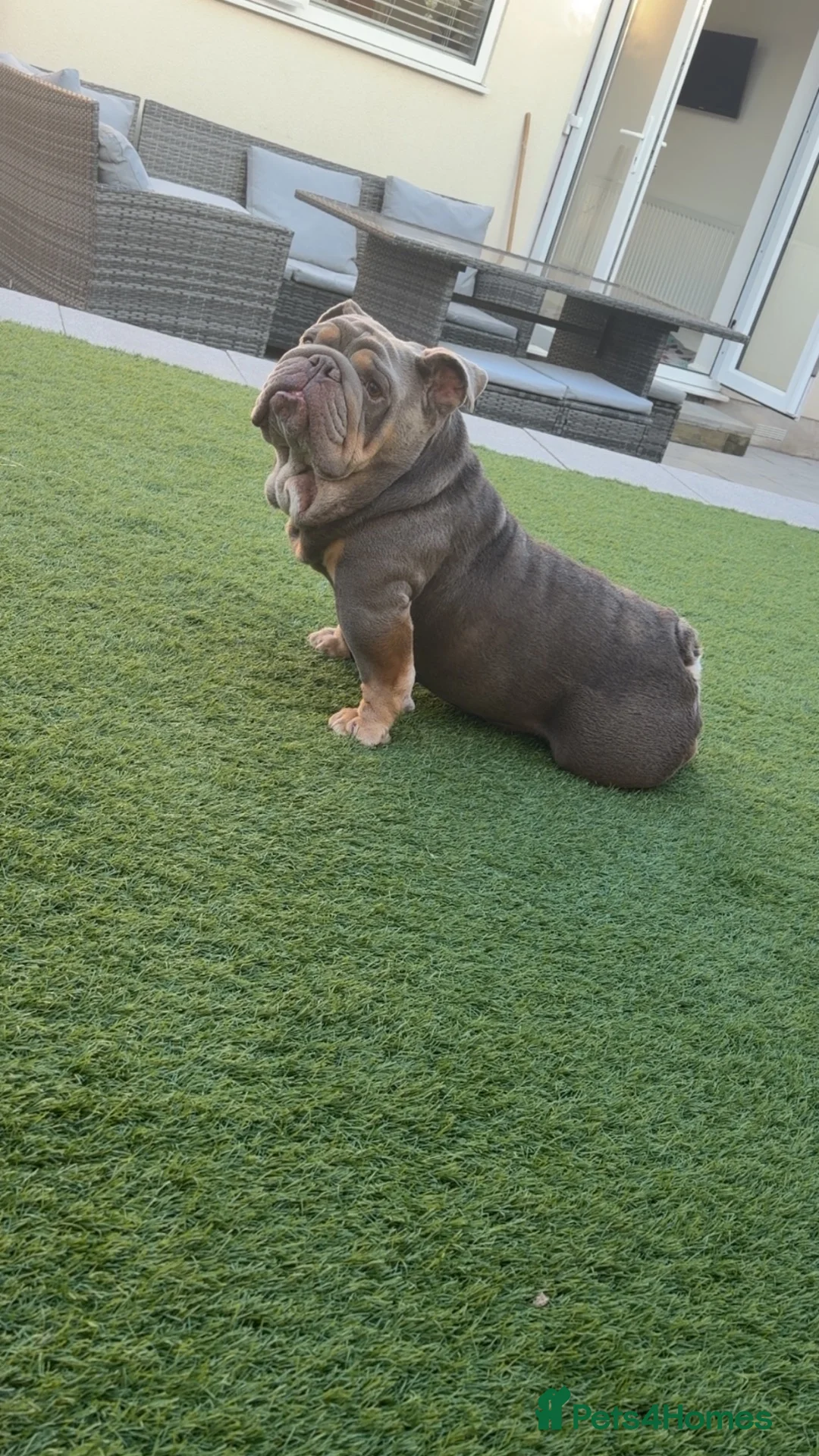 English Bulldog dogs for sale: English Bulldog  in Bristol - Advert 7