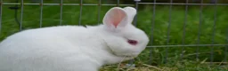 Netherland Dwarf rabbits for sale: Male Netherland Dwarf Rabbit - Advert 3