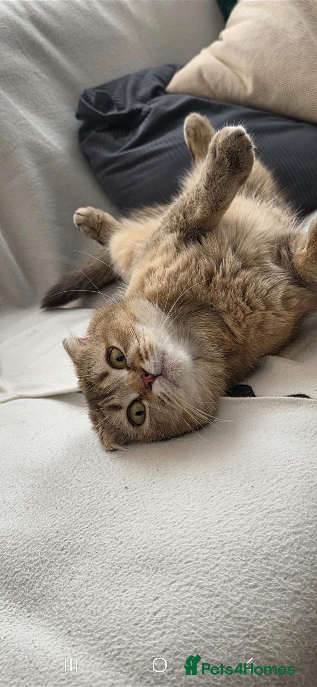 Scottish Fold cats Scottish folds x british shorthair  - Advert 1