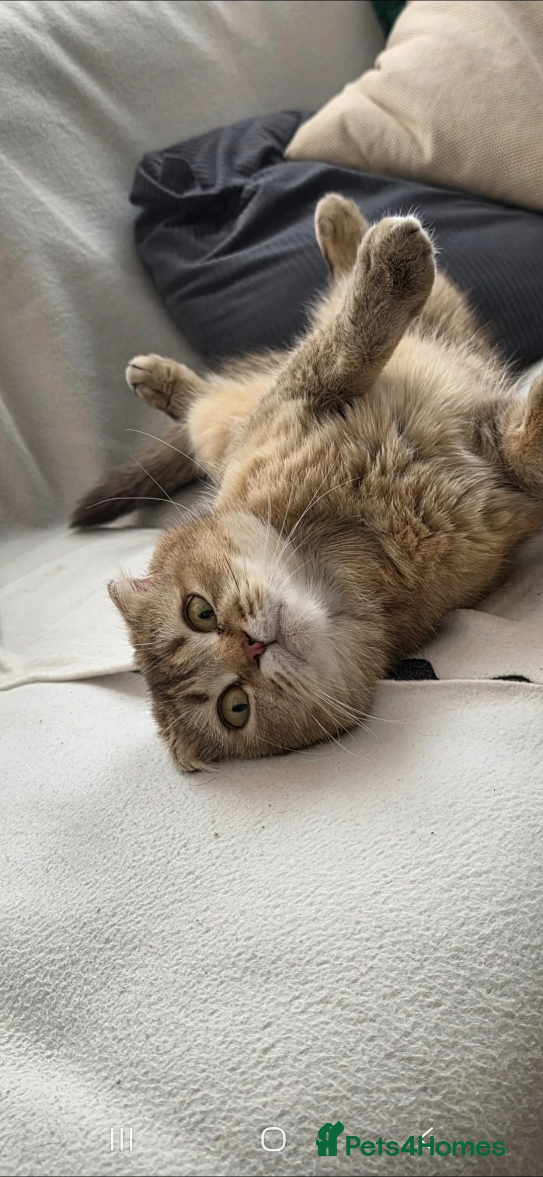 Scottish Fold cats for sale: Scottish folds x british shorthair  in Barking - Advert 1