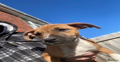 Staffordshire Bull Terrier dogs - Advert 6