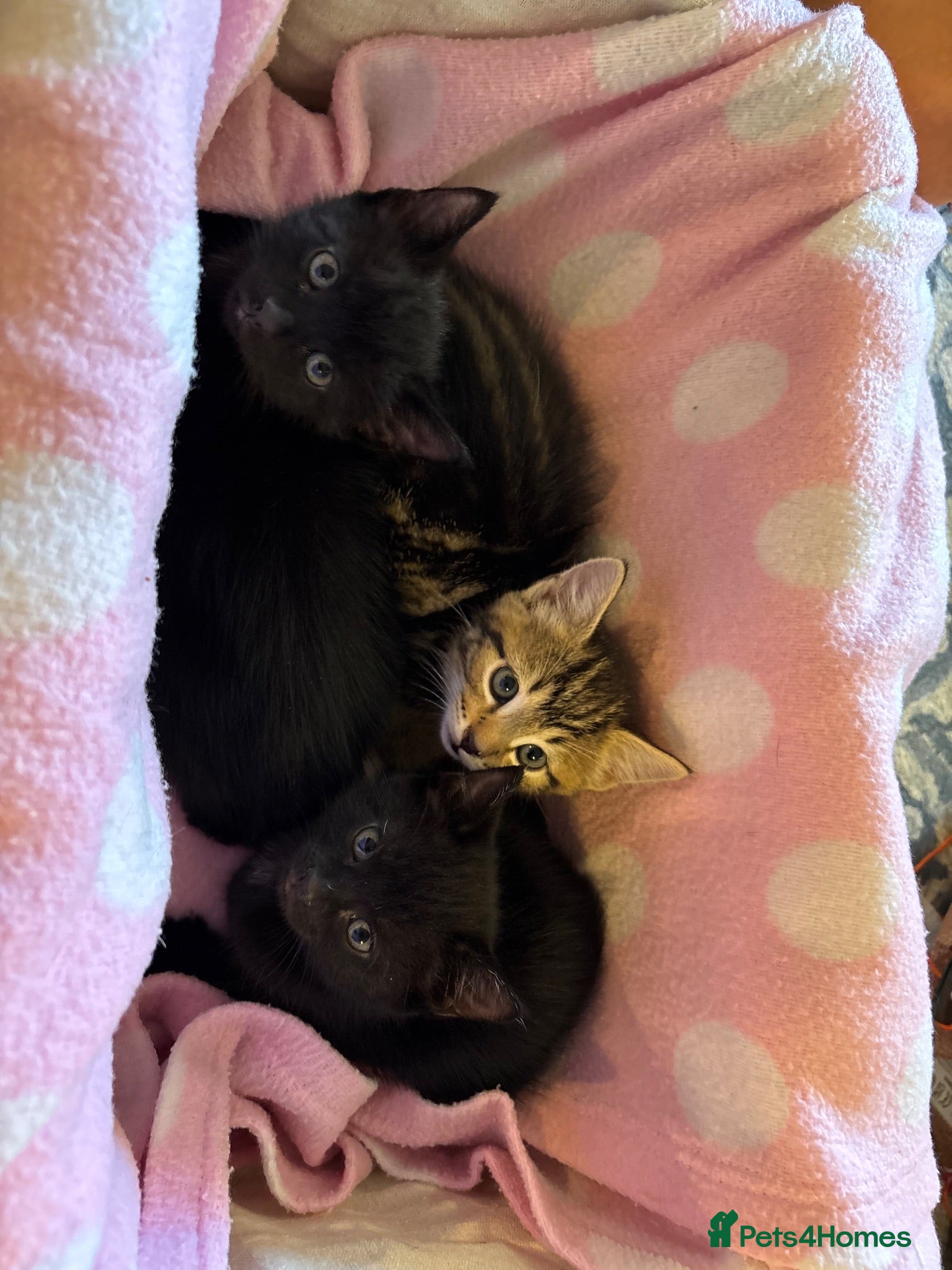 Domestic Shorthair cats 3 beautiful Black kittens for sale - Advert 5