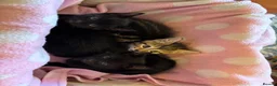 Domestic Shorthair cats for sale: Beautiful kittens for sale - Advert 14