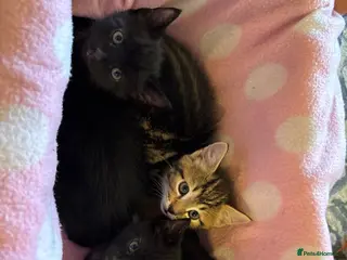 Domestic Shorthair cats 3 beautiful Black kittens for sale - Advert 5