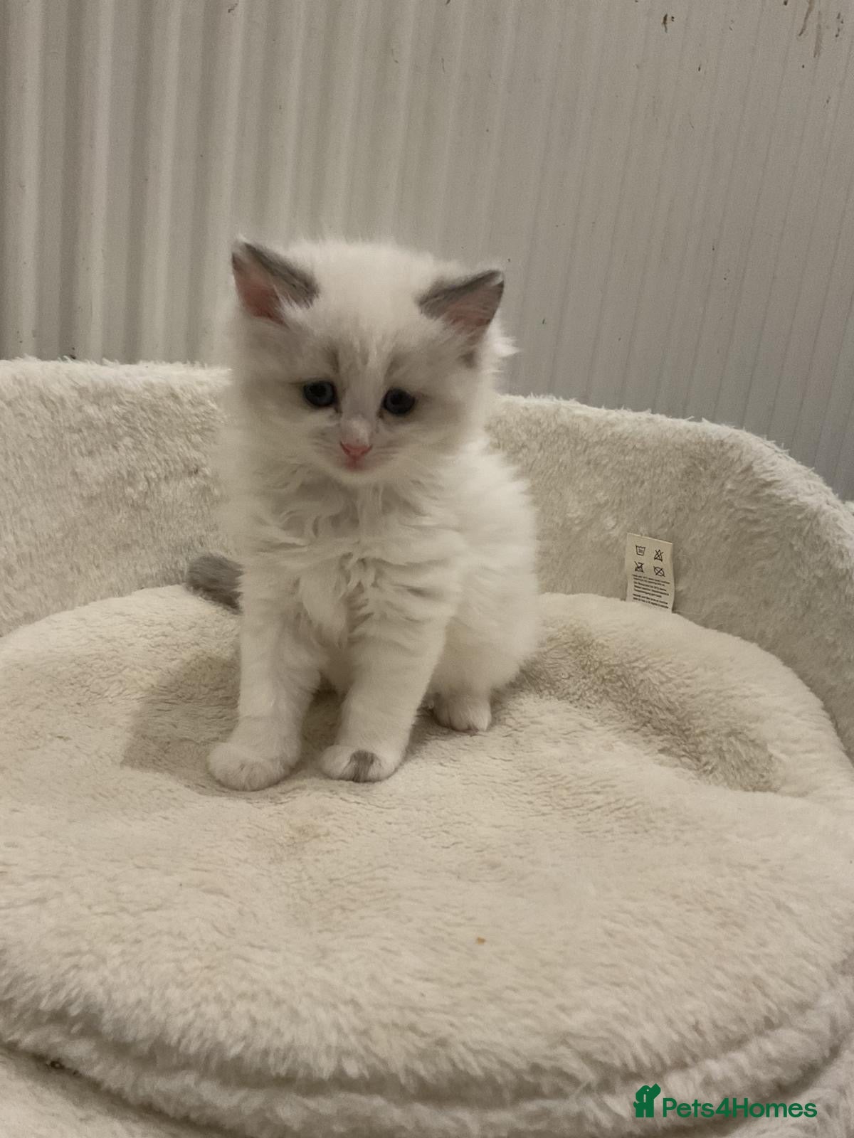 Ragdoll cats PURE GORGEOUS BABY RAGDOLLS - Advert 1