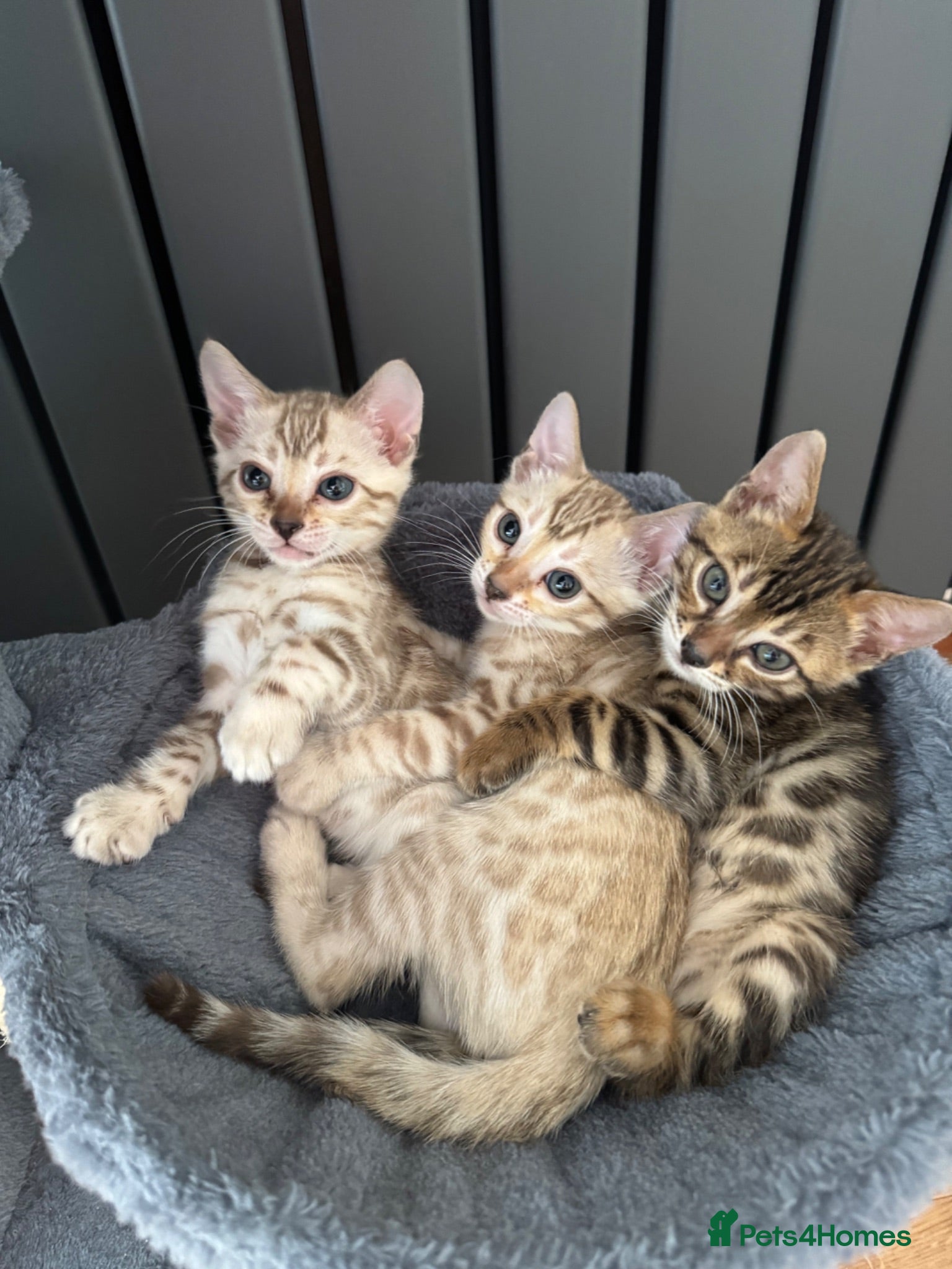 Bengal cats Bengal - Advert 2