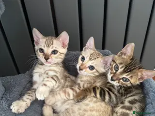 Bengal cats Bengal - Advert 2