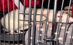 Rat rodents for sale: Rats for sale - Image 2