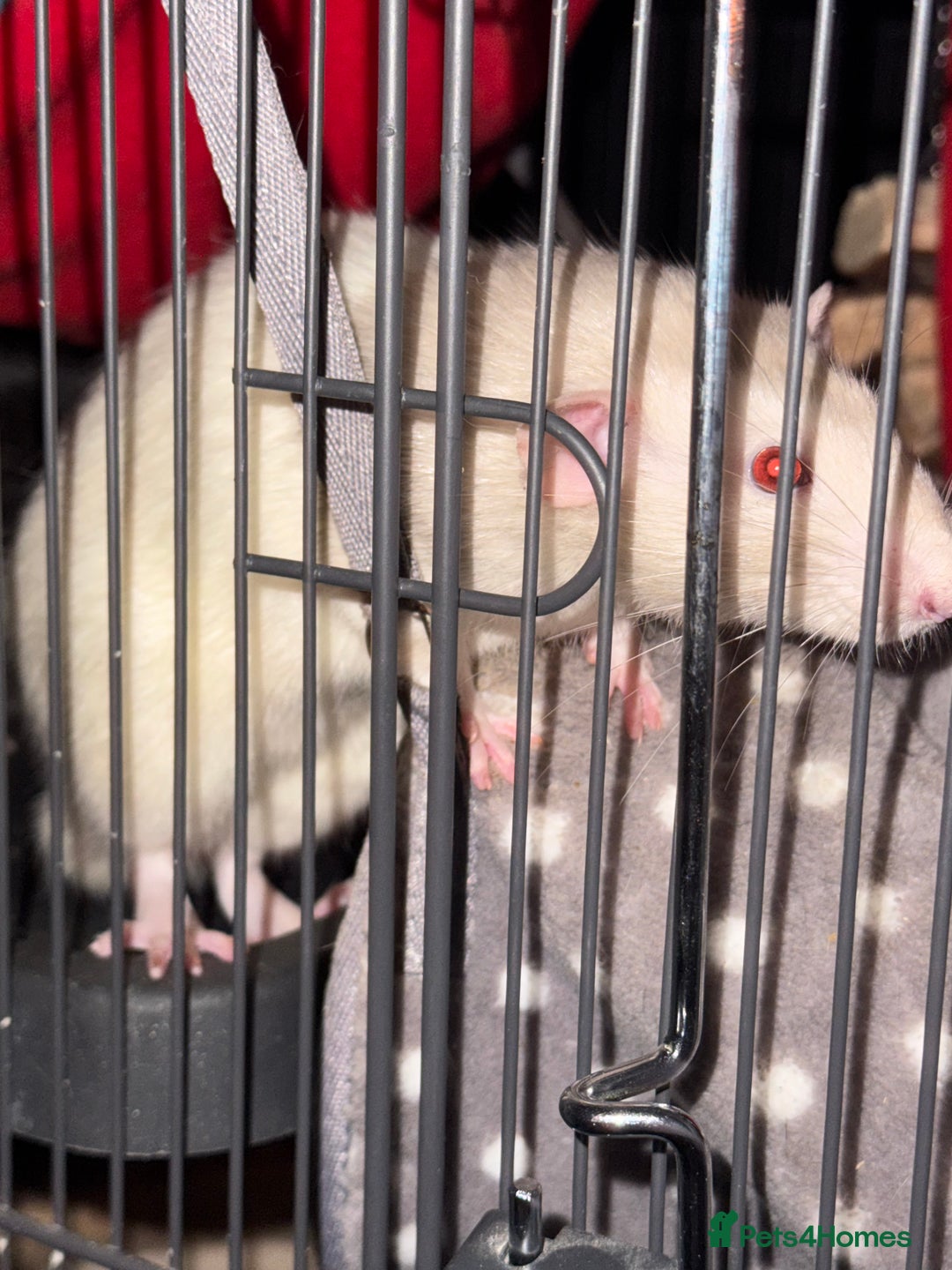 Rat rodents for sale: Rats for sale - Image 2
