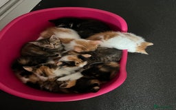 Domestic Shorthair cats for sale: Litter of 9 Beautiful Kittens - Image 1