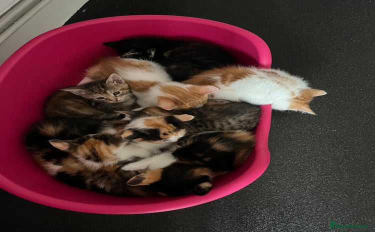 Domestic Shorthair cats - Advert 1