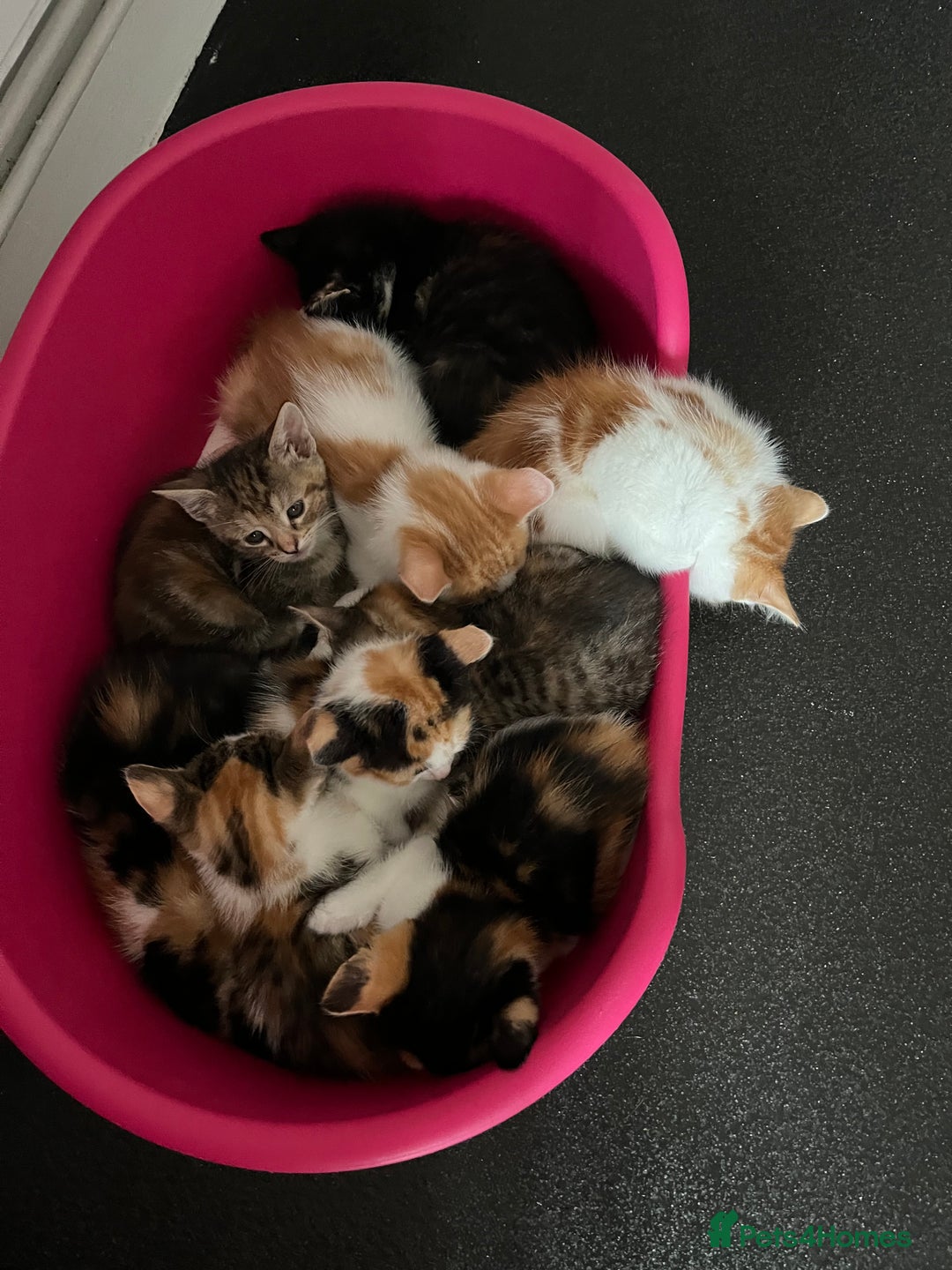 Domestic Shorthair cats for sale: Litter of 9 Beautiful Kittens - Image 1