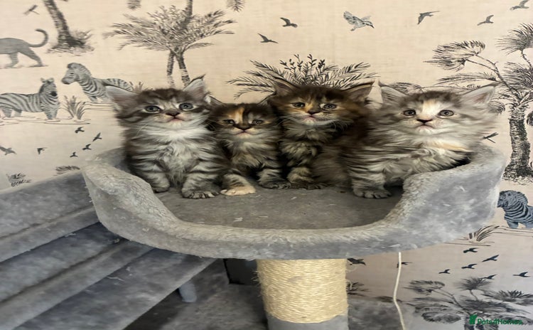 Maine Coon cats Maine Coon Kittens - Advert 14