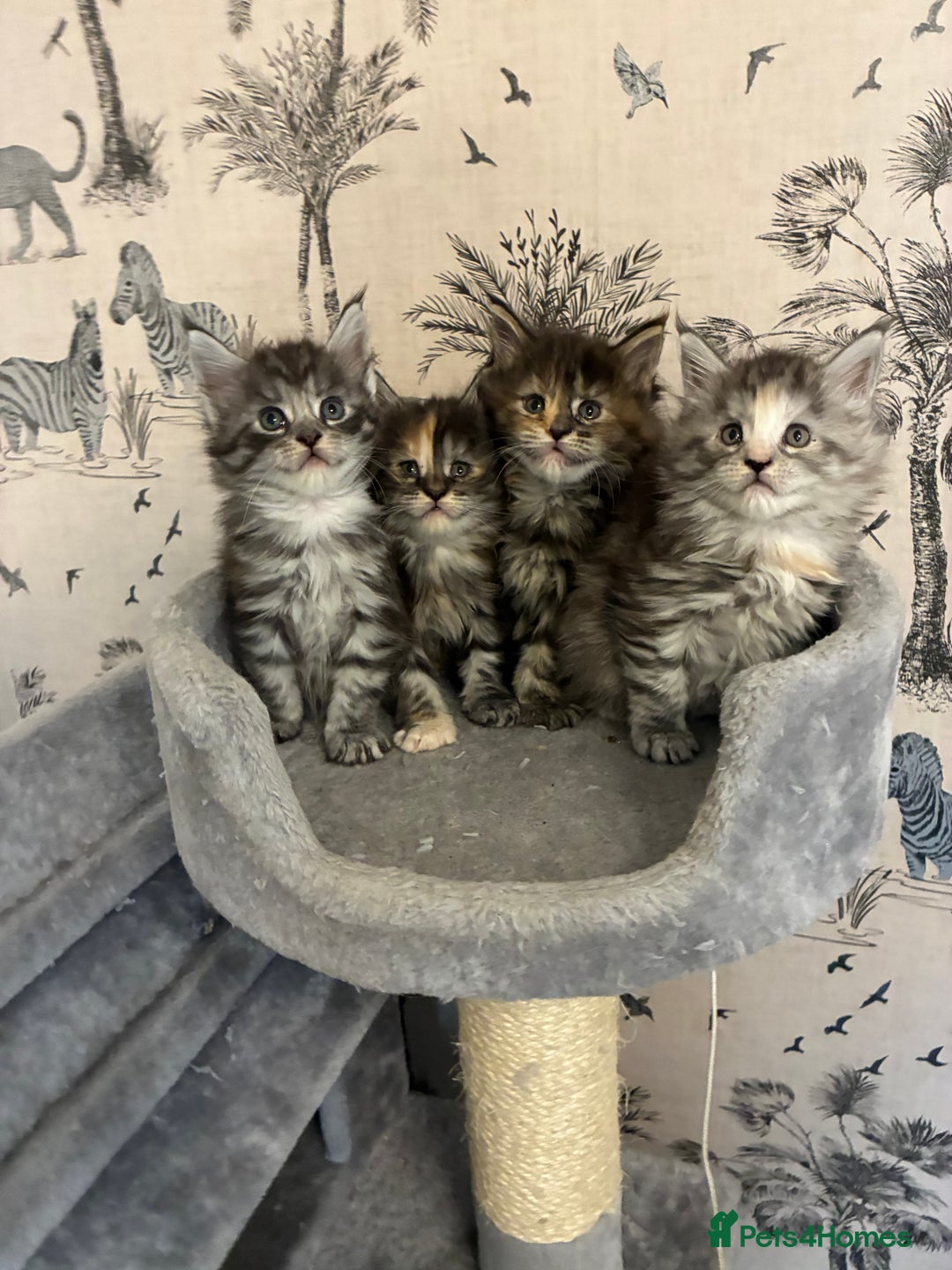 Maine Coon cats for sale: Maine Coon Kittens - Advert 1