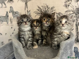Maine Coon cats Maine Coon Kittens - Advert 1