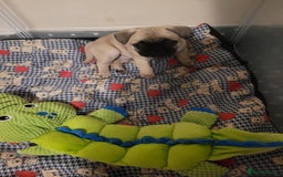 Frug dogs for sale: Just the male left frug left now - Image 21